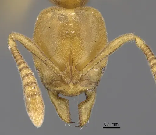 Hypoponera dulcis - CASENT0783280