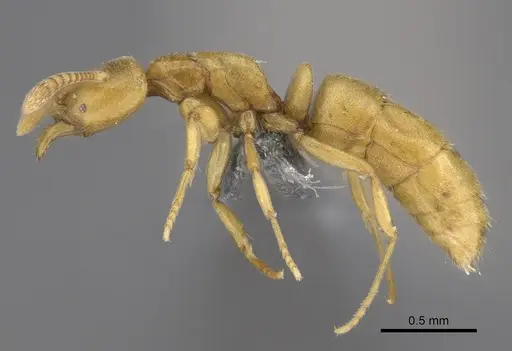 Hypoponera dulcis - CASENT0783280