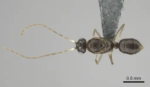 Hypoponera dulcis - CASENT0815678