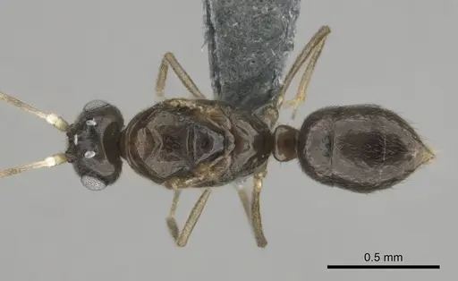 Hypoponera dulcis - CASENT0815678