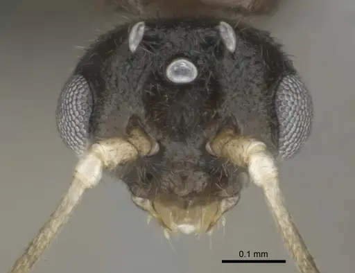 Hypoponera dulcis - CASENT0815678