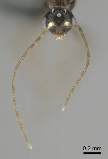 Hypoponera dulcis - CASENT0815678