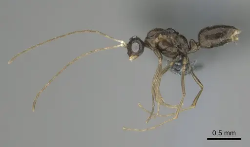 Hypoponera dulcis - CASENT0815678