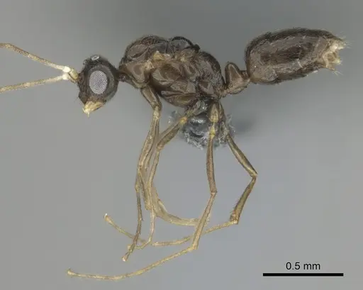 Hypoponera dulcis - CASENT0815678