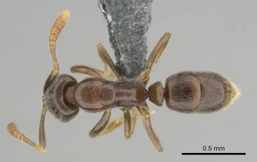 Hypoponera dulcis - CASENT0815680