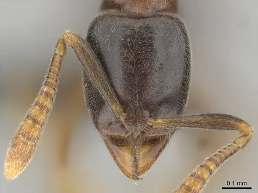 Hypoponera dulcis - CASENT0815680