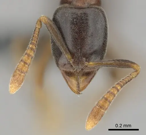 Hypoponera dulcis - CASENT0815680