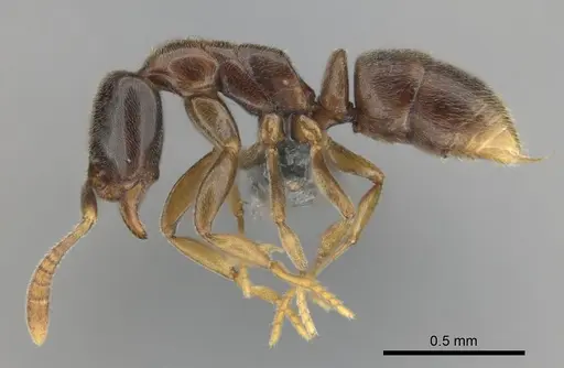 Hypoponera dulcis - CASENT0815680