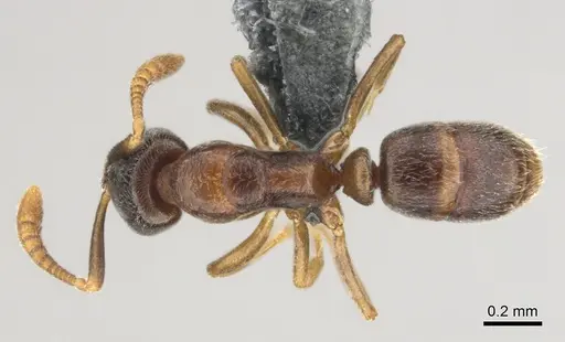 Hypoponera dulcis - CASENT0815778