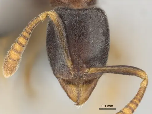 Hypoponera dulcis - CASENT0815778