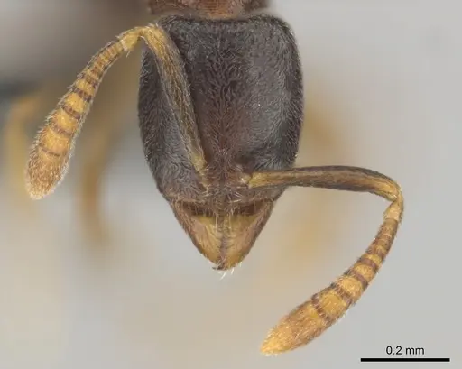 Hypoponera dulcis - CASENT0815778