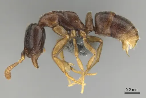 Hypoponera dulcis - CASENT0815778