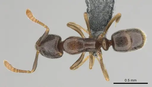 Hypoponera dulcis - CASENT0815858