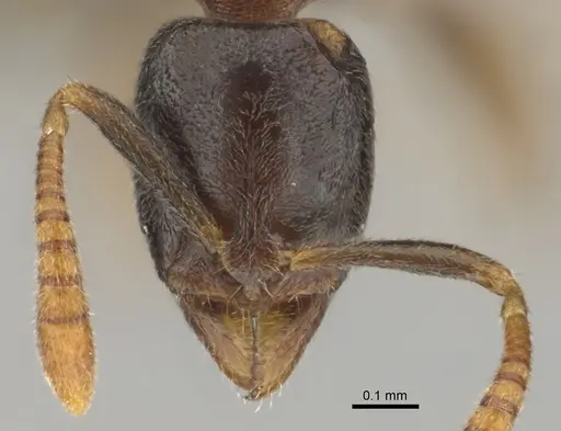 Hypoponera dulcis - CASENT0815858