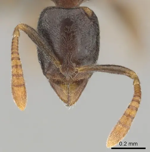 Hypoponera dulcis - CASENT0815858