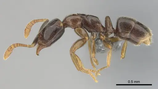 Hypoponera dulcis - CASENT0815858