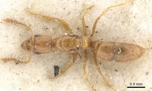 Hypoponera dulcis - CASENT0902542