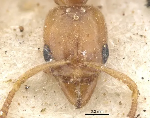 Hypoponera dulcis - CASENT0902542