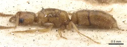 Hypoponera dulcis - CASENT0902542