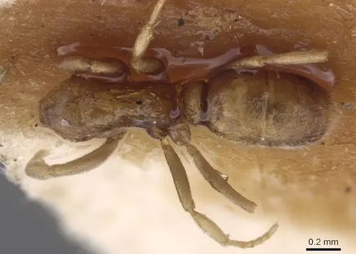 Hypoponera dulcis - CASENT0915482