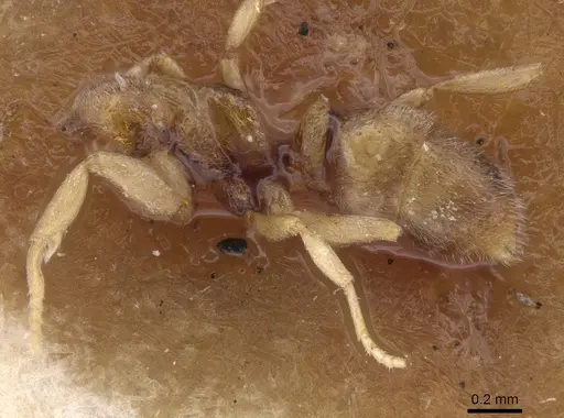 Hypoponera dulcis - CASENT0915482