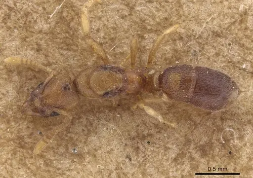 Hypoponera dulcis - CASENT0915483