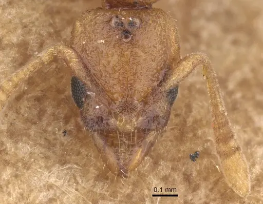 Hypoponera dulcis - CASENT0915483