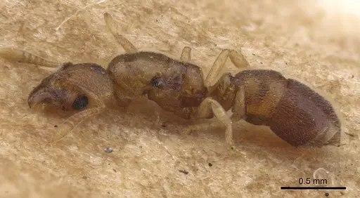 Hypoponera dulcis - CASENT0915483