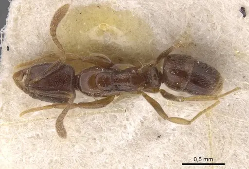 Hypoponera dulcis - CASENT0915486