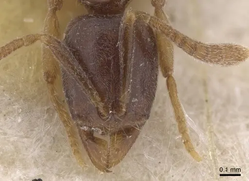 Hypoponera dulcis - CASENT0915486