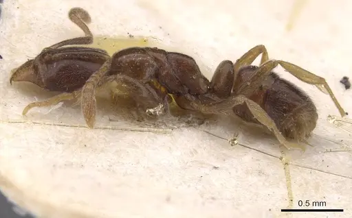 Hypoponera dulcis - CASENT0915486