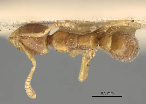 Hypoponera dulcis - CASENT0922436