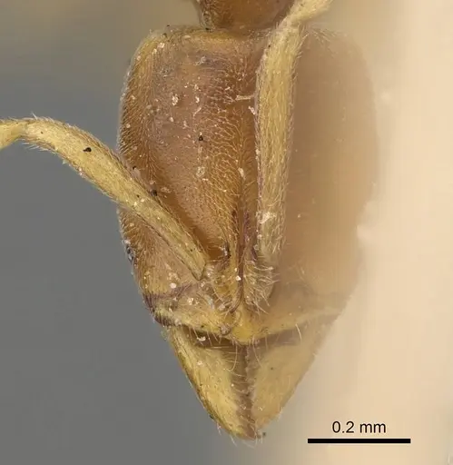 Hypoponera dulcis - CASENT0922436