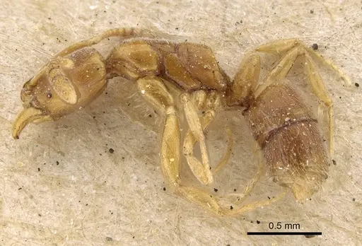 Hypoponera dulcis - CASENT0922436