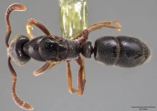 Hypoponera eduardi specimen