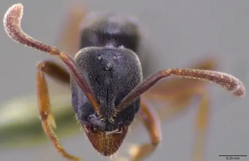 Hypoponera eduardi specimen