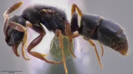 Hypoponera eduardi specimen