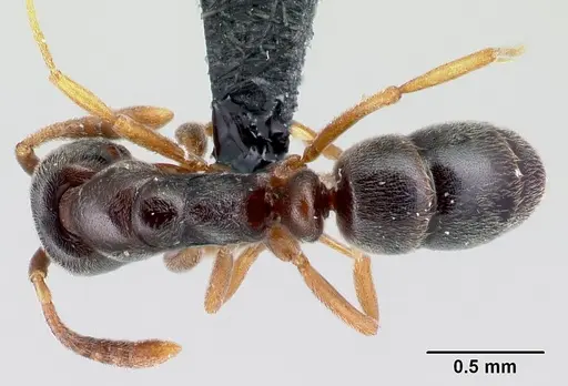 Hypoponera eduardi - CASENT0010995