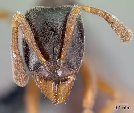 Hypoponera eduardi - CASENT0010995