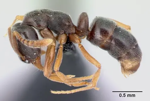 Hypoponera eduardi - CASENT0010995