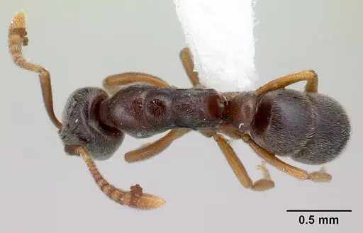 Hypoponera eduardi - CASENT0010996