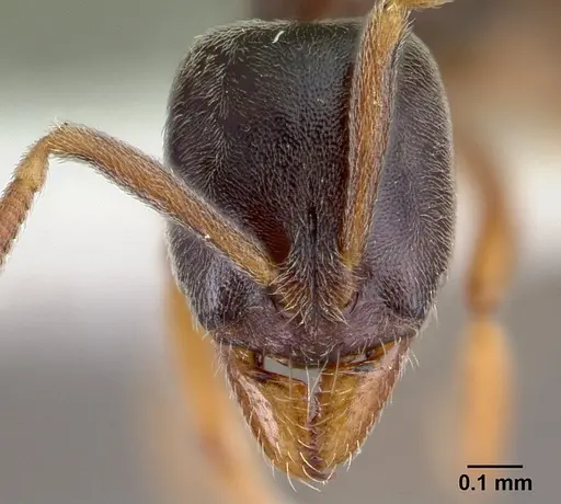 Hypoponera eduardi - CASENT0010996