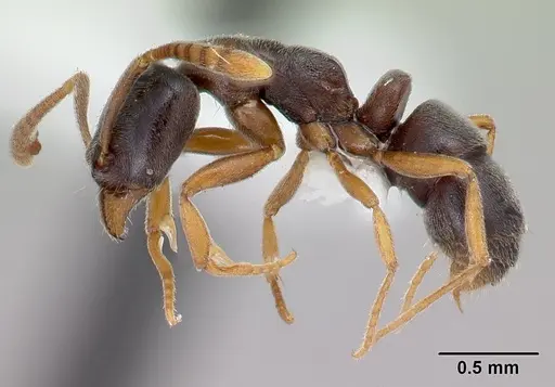 Hypoponera eduardi - CASENT0010996