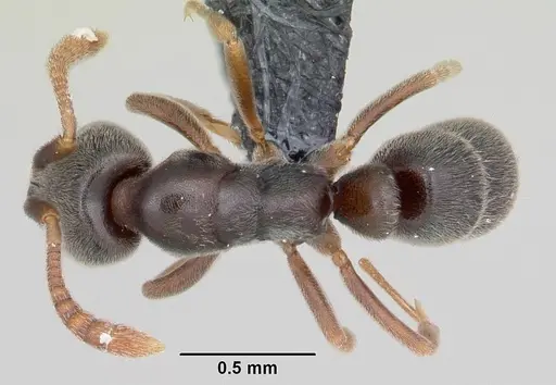 Hypoponera eduardi - CASENT0060055