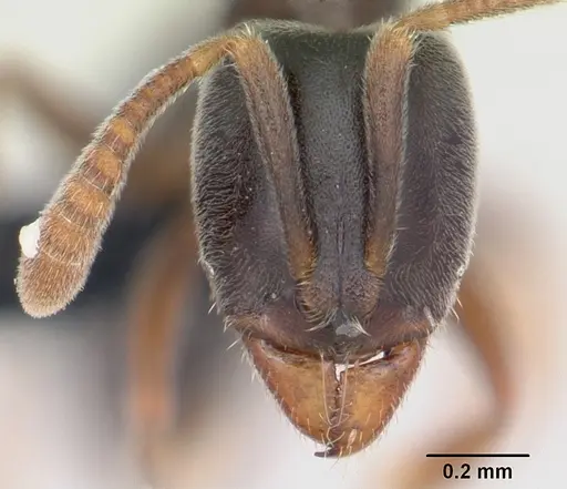 Hypoponera eduardi - CASENT0060055