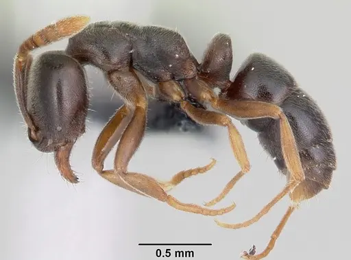 Hypoponera eduardi - CASENT0060055