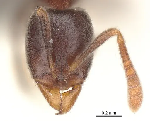 Hypoponera eduardi - CASENT0060057