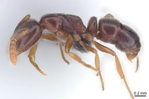 Hypoponera eduardi - CASENT0060057