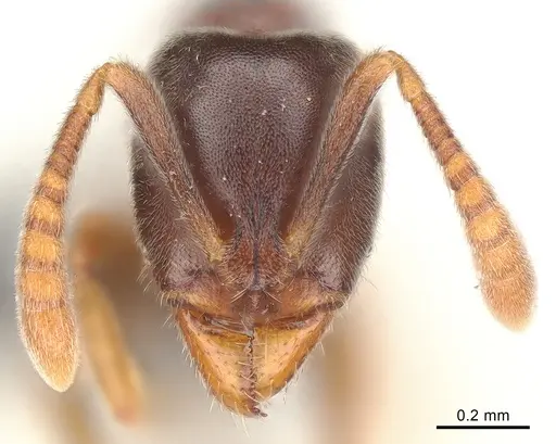 Hypoponera eduardi - CASENT0060273