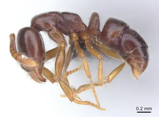 Hypoponera eduardi - CASENT0060273